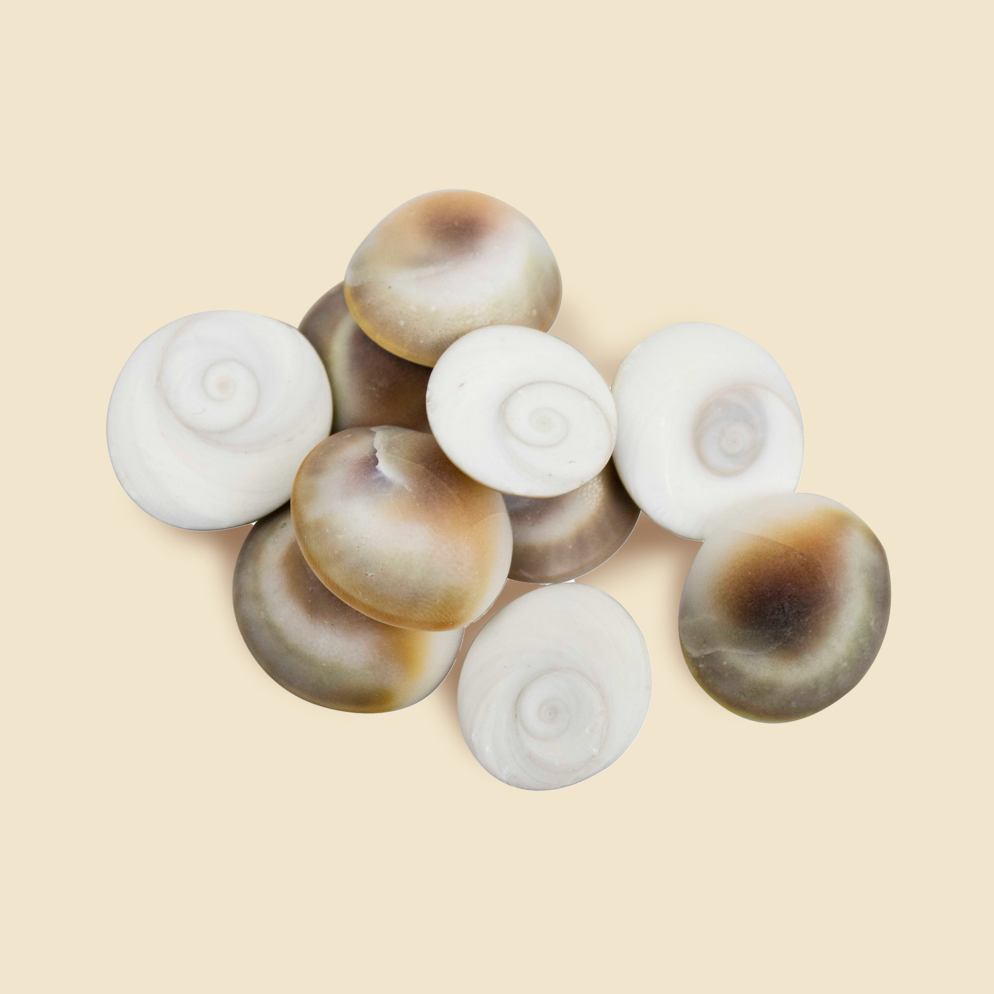 Natural & Original Gomti Chakra | Gomati Chakra