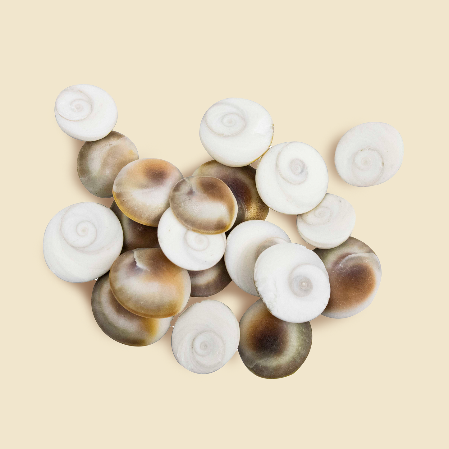 Natural & Original Gomti Chakra | Gomati Chakra