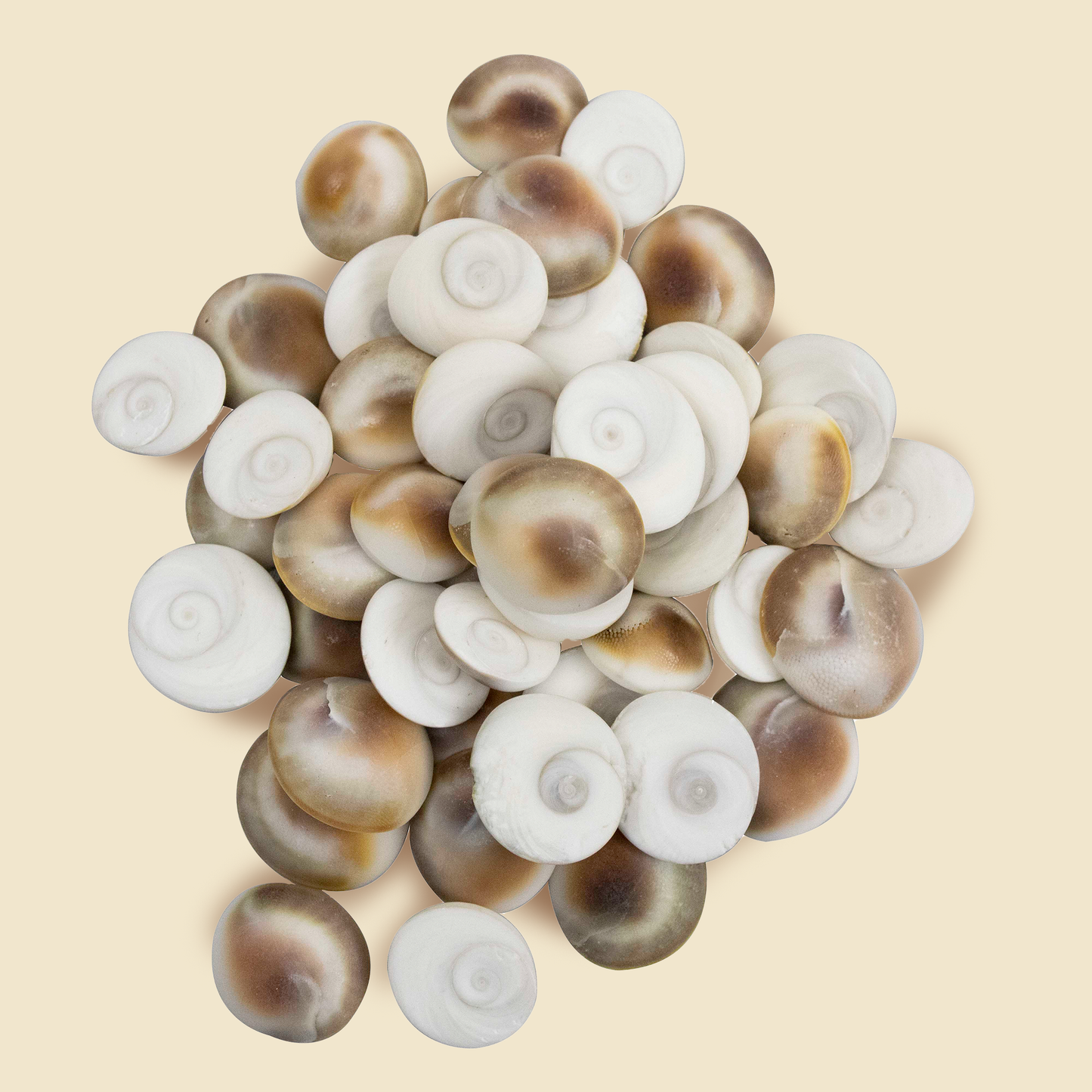 Natural & Original Gomti Chakra | Gomati Chakra