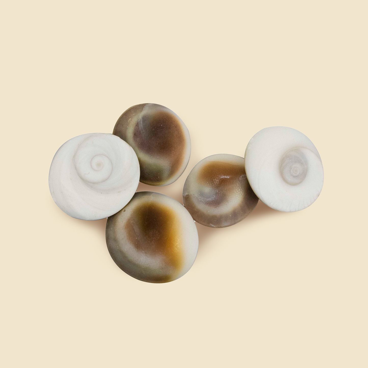 Natural & Original Gomti Chakra | Gomati Chakra
