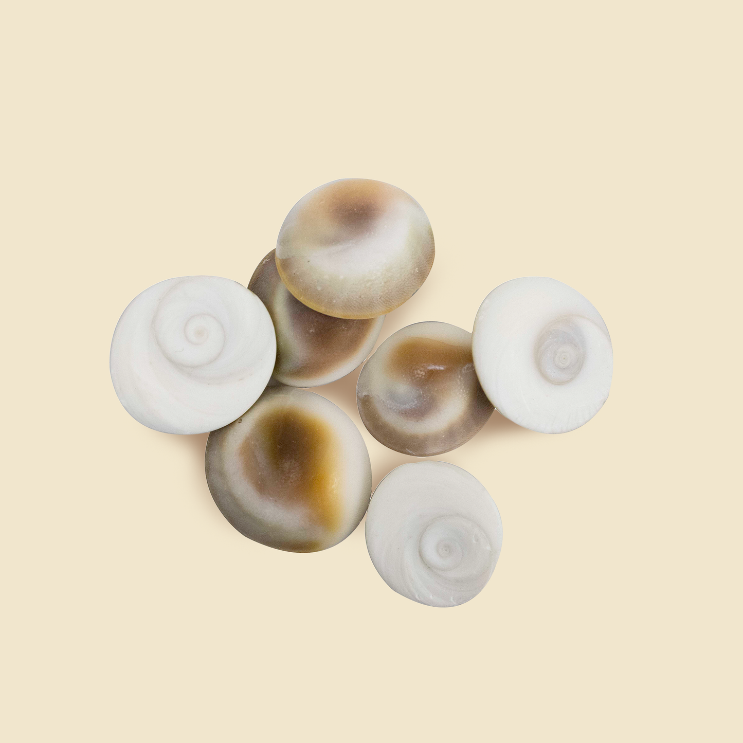 Natural & Original Gomti Chakra | Gomati Chakra
