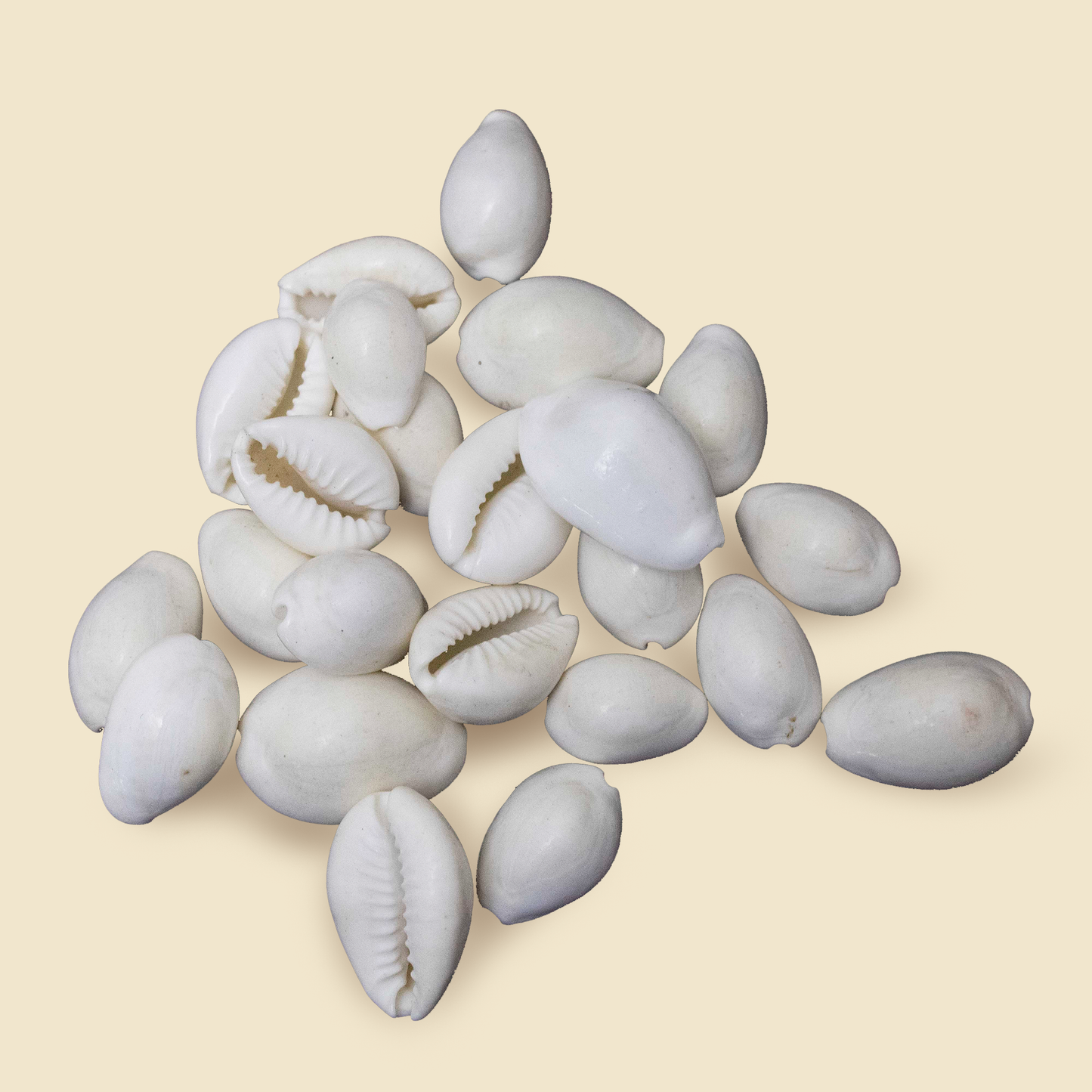 White Kaudi Sacred Shankh for Lakshmi Pooja