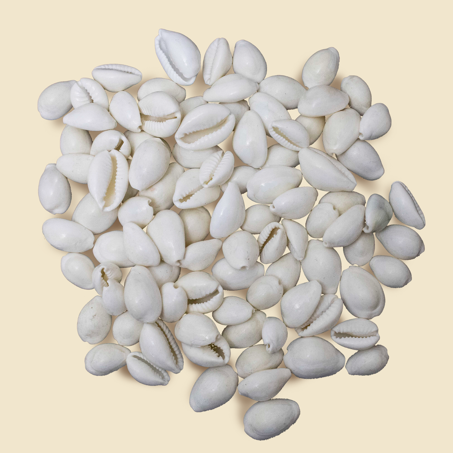 White Kaudi Sacred Shankh for Lakshmi Pooja