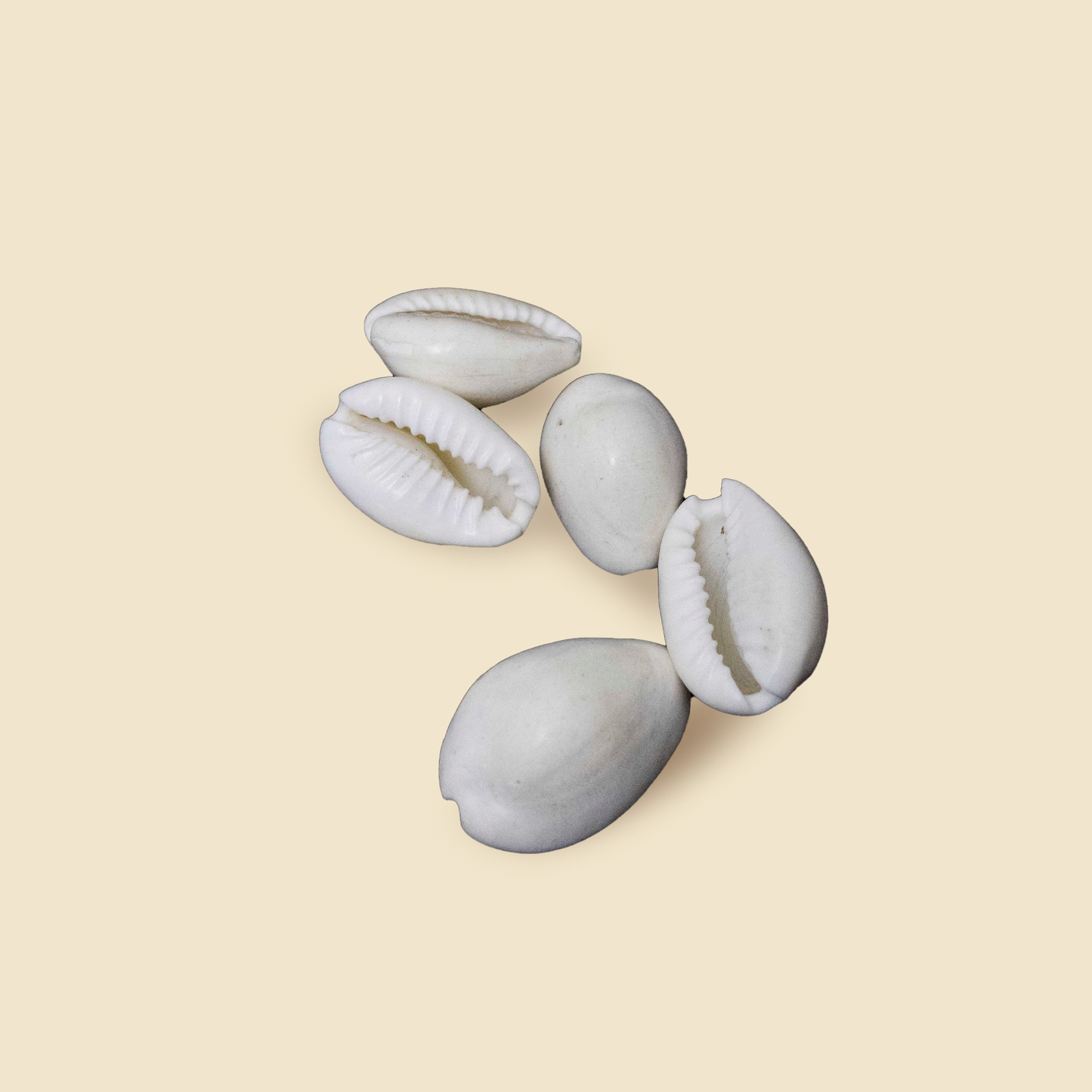 White Kaudi Sacred Shankh for Lakshmi Pooja