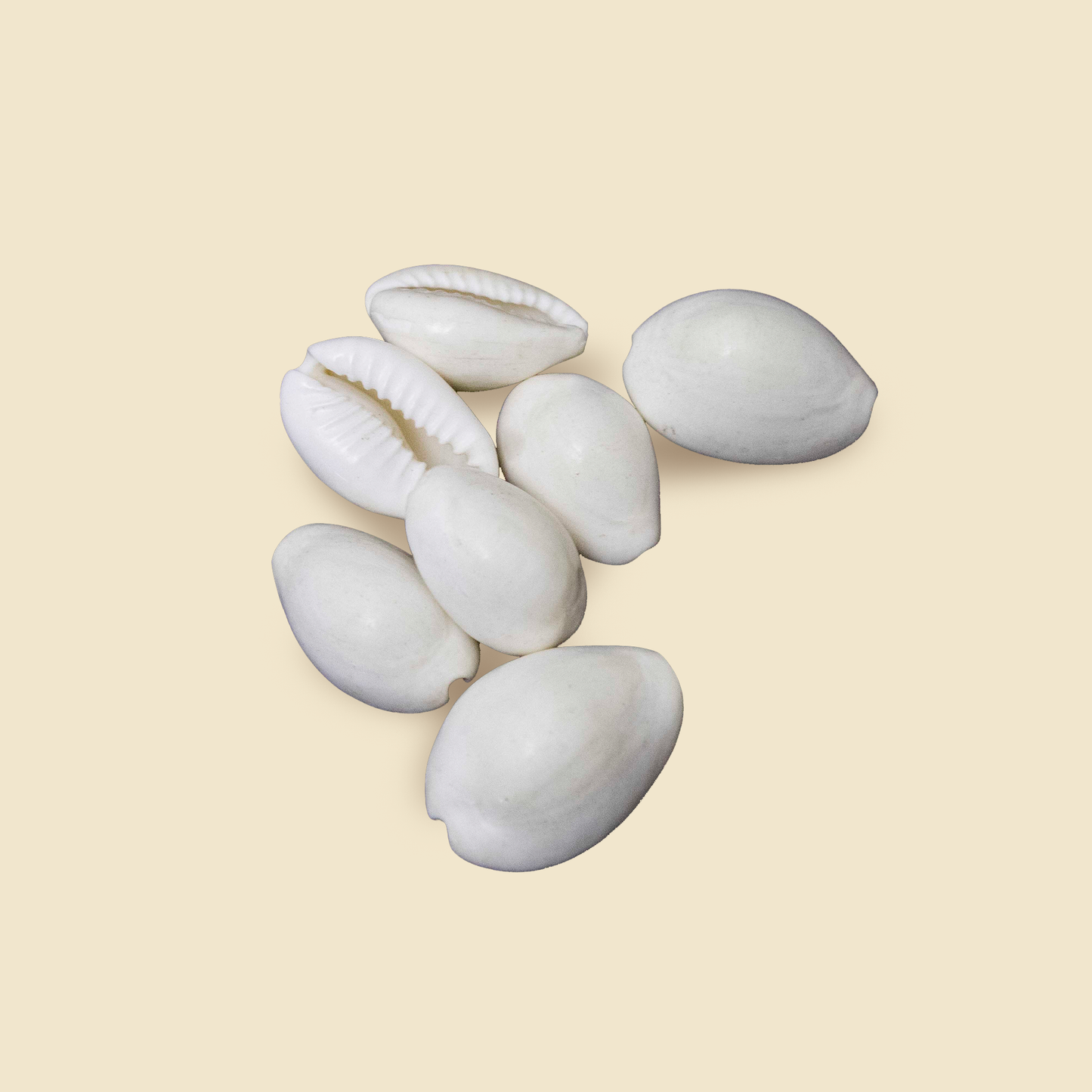 White Kaudi Sacred Shankh for Lakshmi Pooja