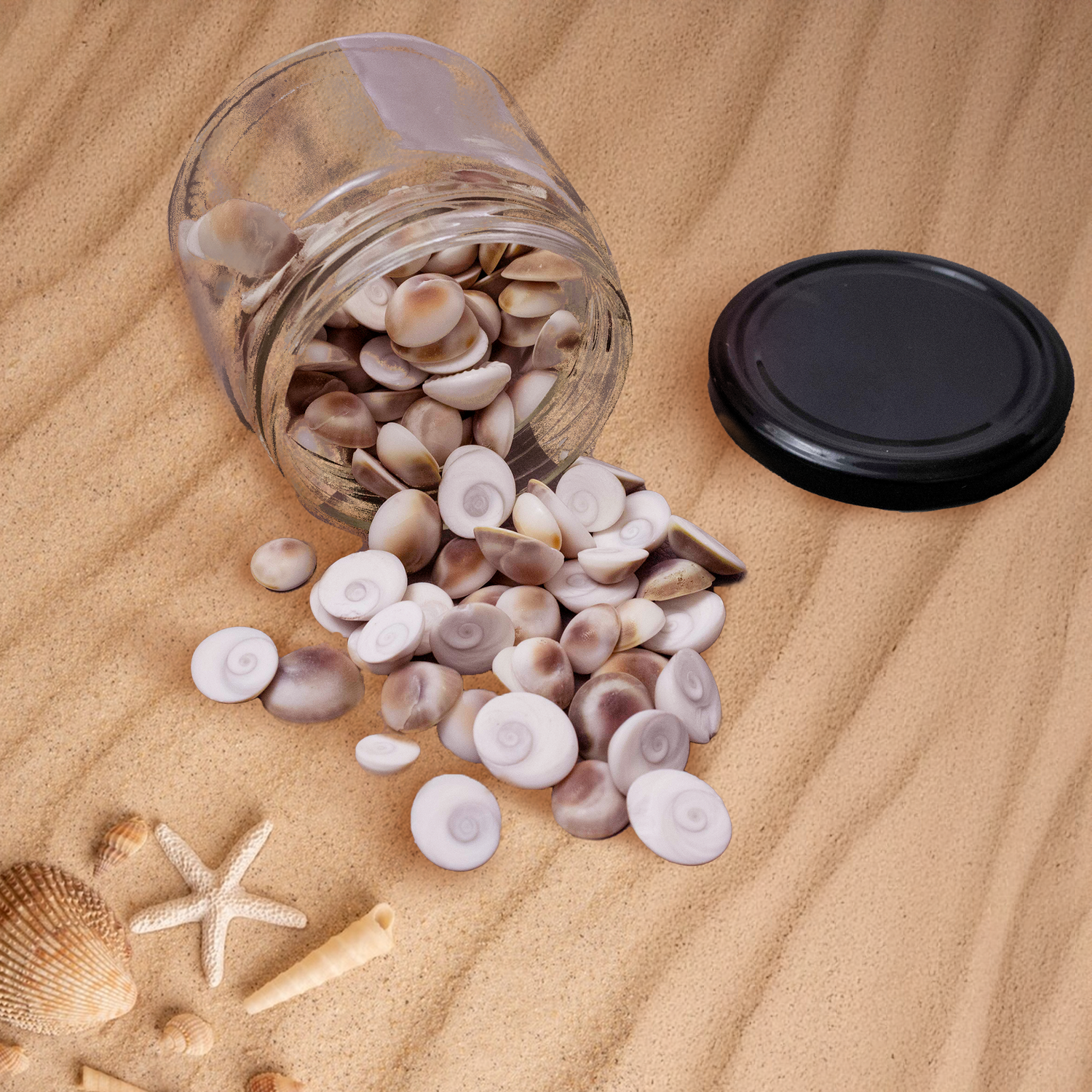 Sacred Sea Shells