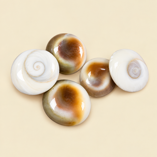 Natural & Original Gomti Chakra | Gomati Chakra